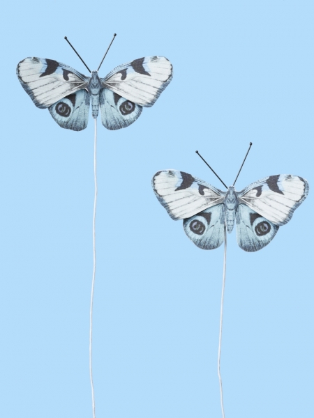 Schmetterlinge XIII - weiß/blau - ca. 6cm - 2 Stück